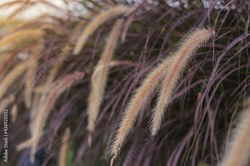 Plants of rose fountain grass