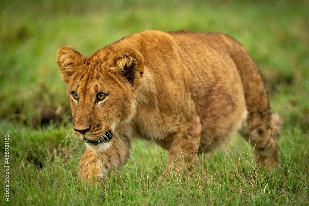 Lion cub stalks through grass staring ahead Lion cub stalks through grass staring ahead
