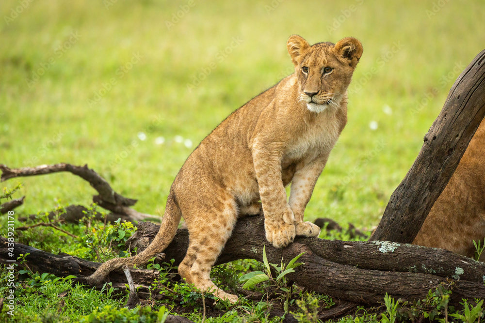 Fototapeta premium Lion cub sitting on log in grassland