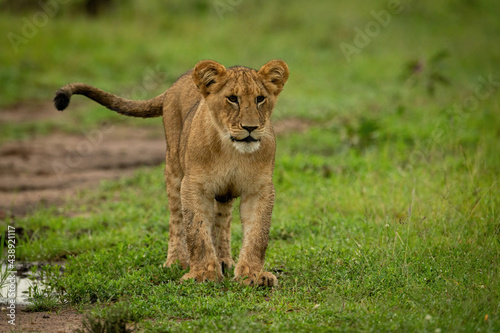 Fototapeta Naklejka Na Ścianę i Meble -  Lion cub stands on grass flicking tail