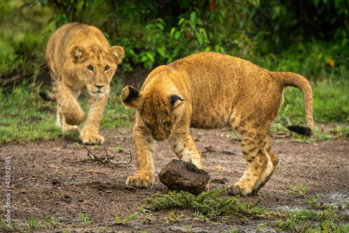 Lion cub stalks another playing with stone