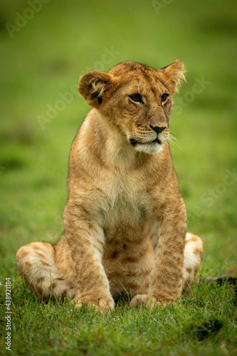 Lion cub sits staring in wet grass