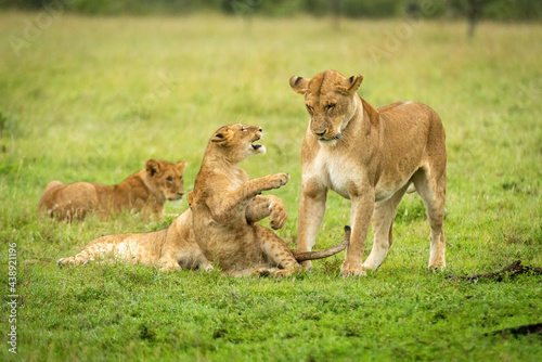 Lion cub sits play fighting with mother