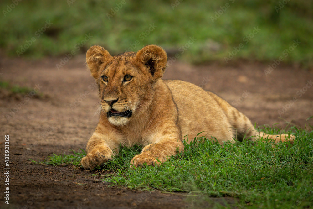 Lion cub lies staring ahead on grass Lion cub lies staring ahead on grass