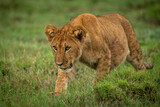 Lion cub passes mound with head down