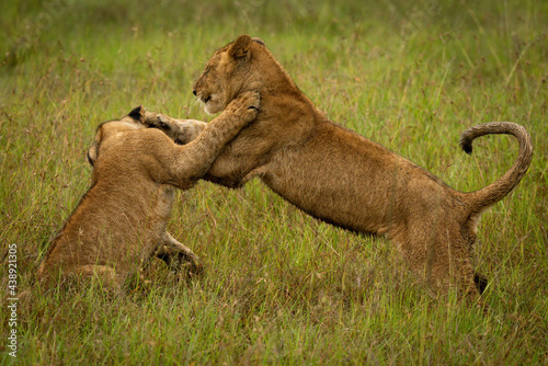 Lion cub play fighting in long grass