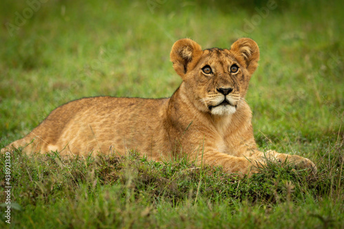 Lion cub lying in grass looking up