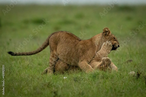 Lion cub lies slapping another in grass