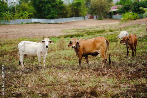 Thai cows look ahead in a herd in a green field.