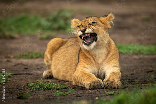 Lion cub lies yawning screwing up face