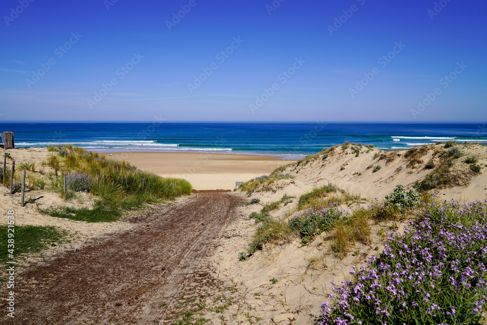Scenic dunes panorama on access path sand beach in medoc Lacanau in Gironde France at summer day