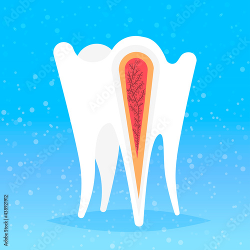 anatomy of human tooth structure nerve endings cross section for medical dental clinic dentist medicine dentistry concept