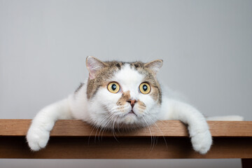 Close up Scottish fold cat head with shocking face and wide open eyes. Frighten or surprised cat when look at something. Shock or surprise animal concept.