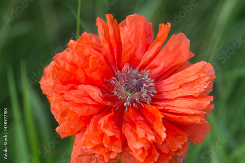 papaver orientale, oriental poppy flower closeup selective focus