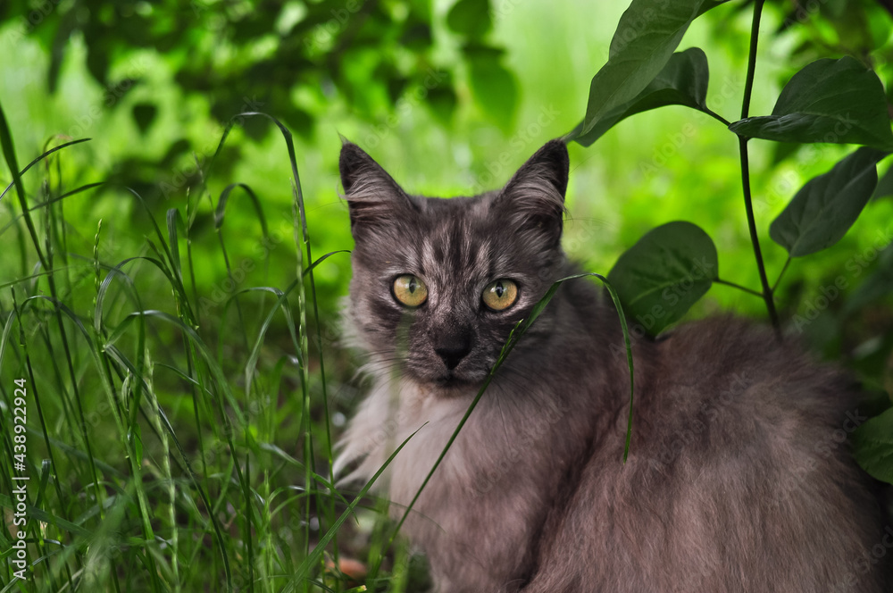 Portrait of fluffy cat hiding in the greenery 