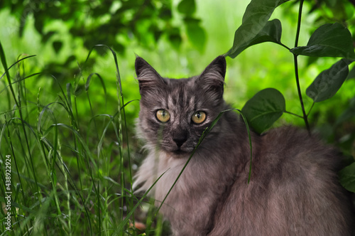 Portrait of fluffy cat hiding in the greenery 