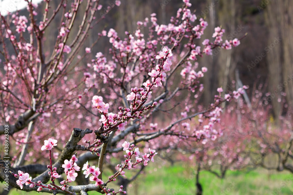 Peach garden blooms in April, Bakhchysarai, Crimea