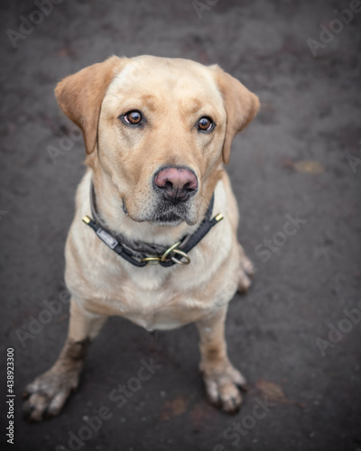 Brauner Labrador von oben