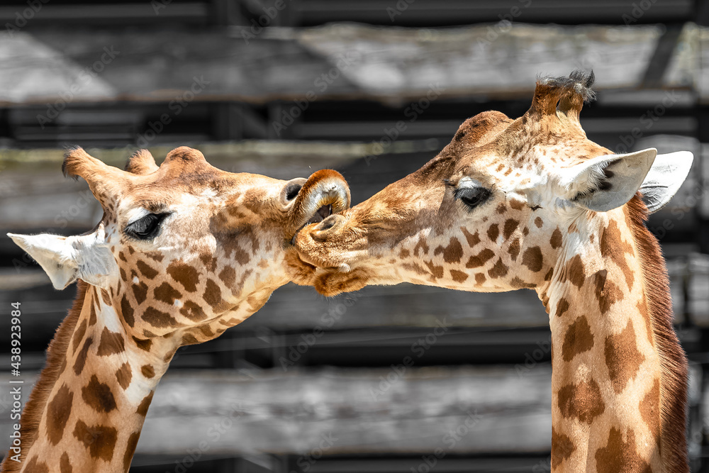 giraffes kissing