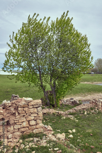 A heart-shaped tree among the remains of a stone structure in the front. Rural fields, overcast sky. Interesting places during the walks and trips.