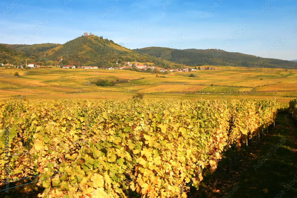 Paysage de vignes et raisin en Alsace aux couleurs jaune du début de l'automne