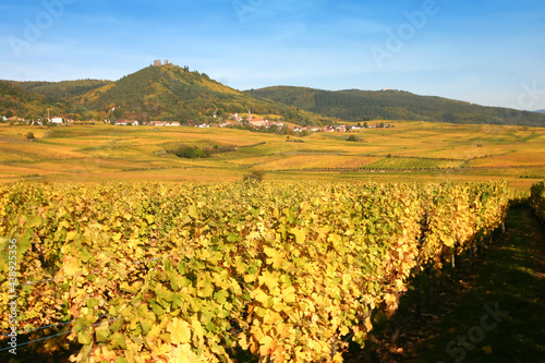 Paysage de vignes et raisin en Alsace aux couleurs jaune du début de l'automne