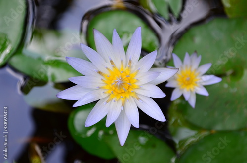 Lotus flower © dede