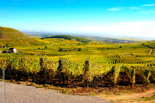 Paysage de vignes et raisin en Alsace aux couleurs jaune du début de l'automne