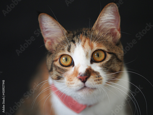 Calico cat in front of black background.
