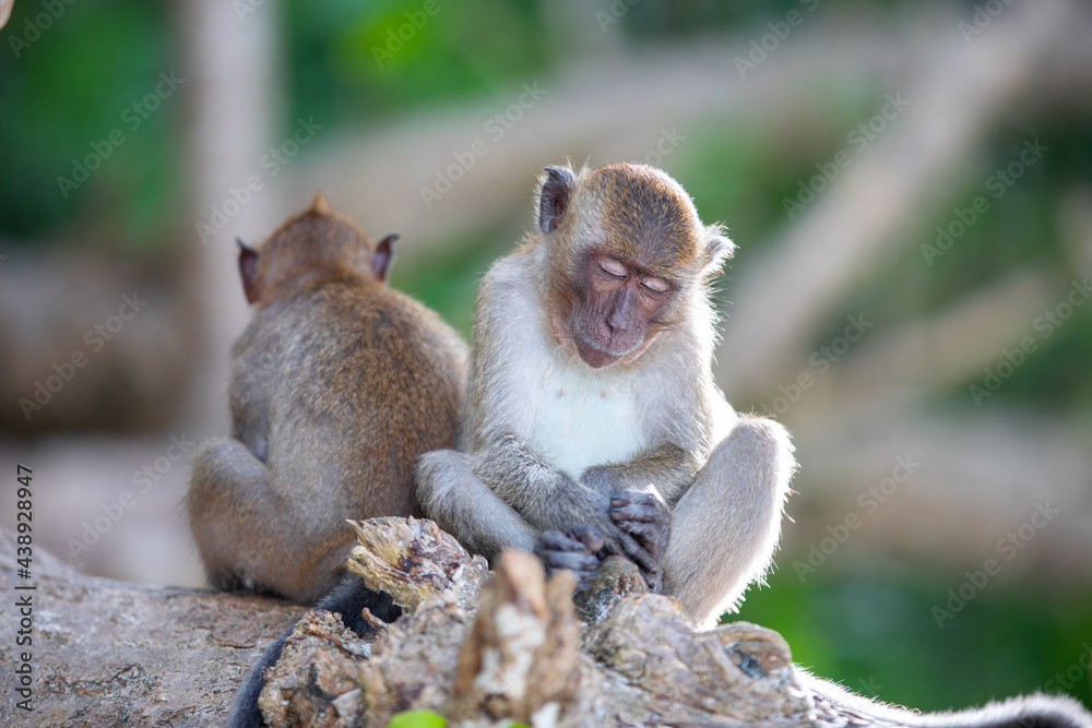 Two little monkeys were sleeping with their backs leaning against each other in a tree. Two little monkeys were sleeping with their backs leaning against each other in a tree.