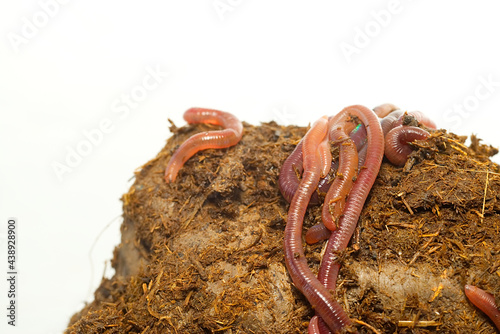 Close-up macro photo of earthworm or nightcrawler in fertile soil and Cow dung in front of white background. Studio light made to show earthworm's tube shape anatomy and shiny skin. photo