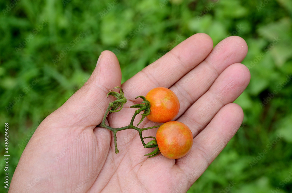 closeup red ripe tomato hold hand over out of focus green background. closeup red ripe tomato hold hand over out of focus green background.