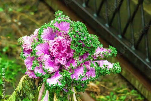 Pink and green Brassica oleracea in autumn garden. Multicolored flowering Kale Kamome Pink in dew drops, top view photo