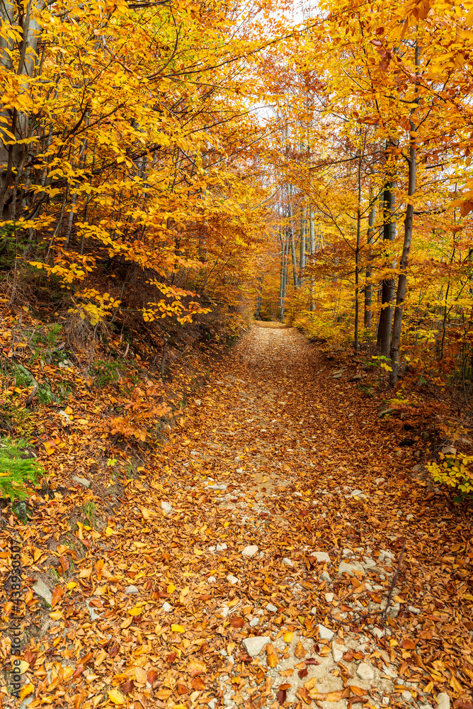 Colorful autumn forest with trail covered by fallen leaves