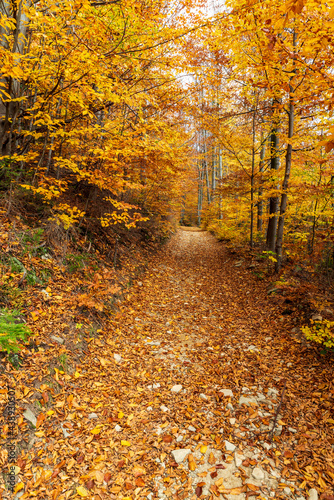 Colorful autumn forest with trail covered by fallen leaves