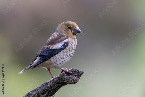  Beautiful juvenile Hawfinch (Coccothraustes coccothraustes) on a branch in the forest of Noord Brabant in the Netherlands. 