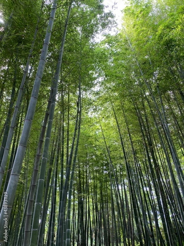 a grove of bamboos