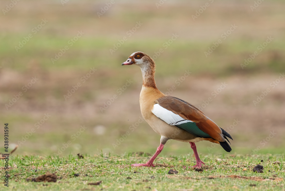 Egyptian Goose - Alopochen aegyptiaca, beautiful colored goose from African lakes, marshes and grasslands, lake Ziway, Ethiopia. Egyptian Goose - Alopochen aegyptiaca, beautiful colored goose from African lakes, marshes and grasslands, lake Ziway, Ethiopia.