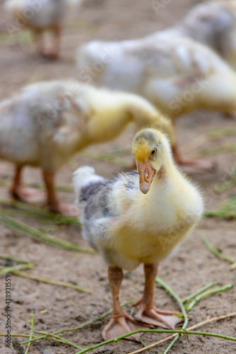 Cute little  duckling. Duckling on a chicken farm close-up. © Serhii