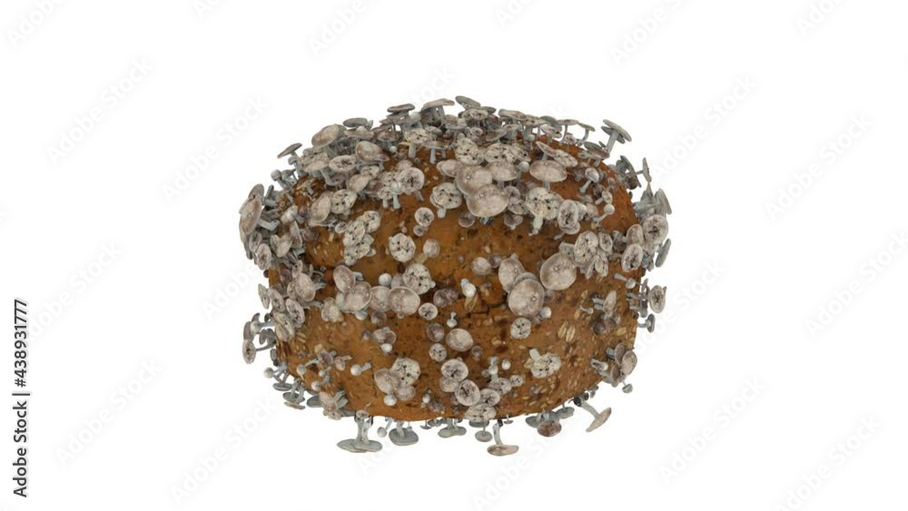 Small mushrooms sprout on a loaf of black bread. Abstract fungus.