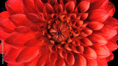 Dahlia Flower Bloom Timelapse Red 02