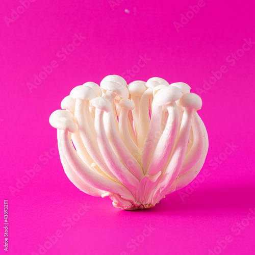 Unique Asian food vibrant concept. Arrangement made of natural fresh shimeji mushrooms against  magenta red background.