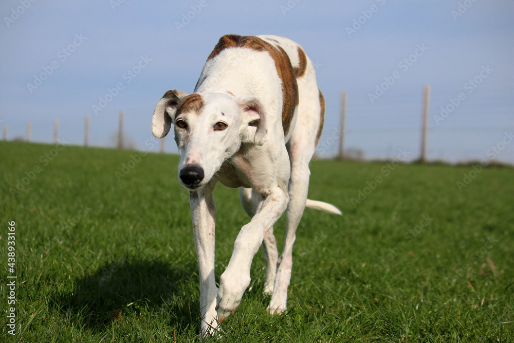 beautiful large sighthound is walking in the park beautiful large sighthound is walking in the park