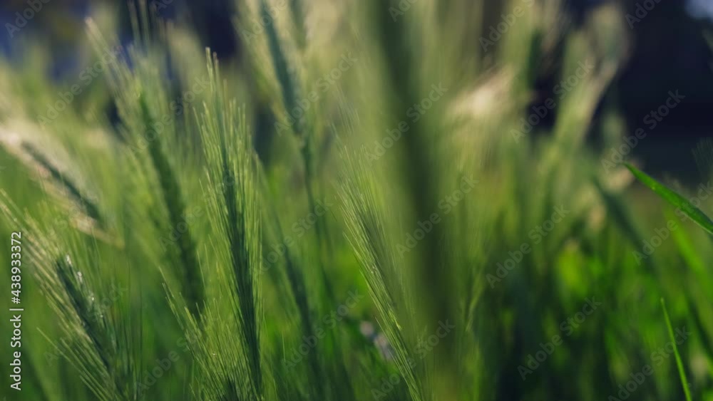 Self Seeded Green Grain and Grass Moved by Gusts of Wind Self Seeded Green Grain and Grass Moved by Gusts of Wind