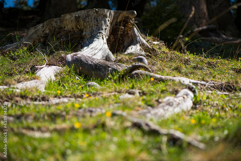 Fototapeta premium Malga Ra Stua in den Dolomiten