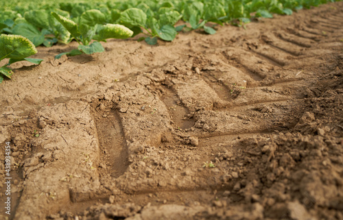 Deep tracks on brown arable soil of a tractor. Green vegetables. Side view.