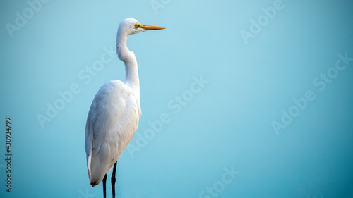 An egret scanning the water body amidst dense fog