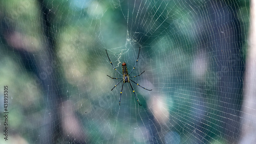 A wood spider in the jungle