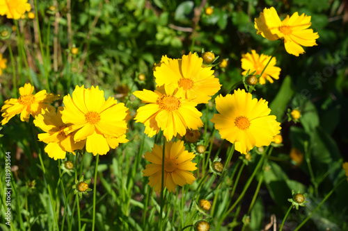 Yellow flowers of lance-leaved coreopsis in the garden. Coreopsis lanceolata.