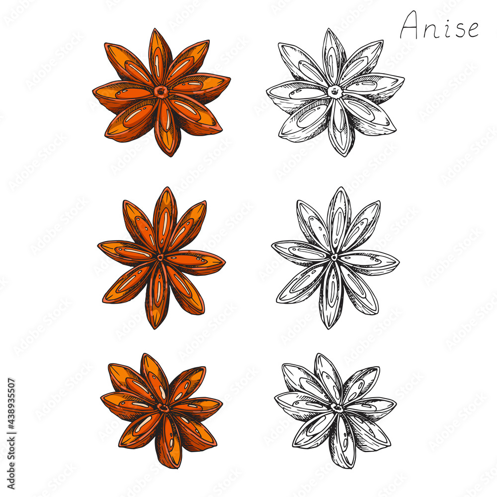 Anise. Natural organic oriental condiment from India for coffee and pastries. Spicy condiment. Isolated clipart set on white background. Hand-drawn ink sketch. Anise. Natural organic oriental condiment from India for coffee and pastries. Spicy condiment. Isolated clipart set on white background. Hand-drawn ink sketch.